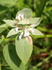 Pycnanthemum setosum