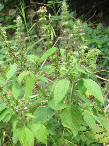 Ocimum basilicum image