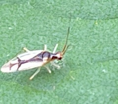 Hyaliodes