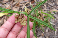 Lasiopetalum ferrugineum