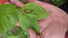Macrosiphum olmsteadi