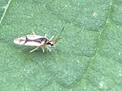 Hyaliodes