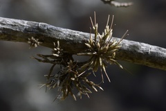 Tillandsia minutiflora