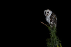 Tyto novaehollandiae