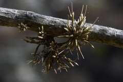 Tillandsia minutiflora