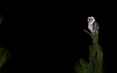 Tyto novaehollandiae