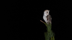 Tyto novaehollandiae