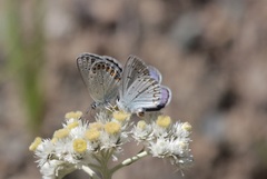 Plebejus anna