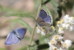 Plebejus anna