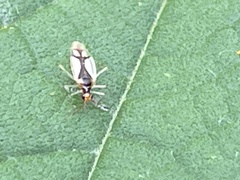Hyaliodes