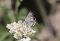 Plebejus anna