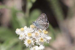 Plebejus anna