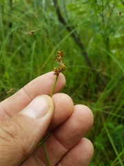 Carex wiegandii