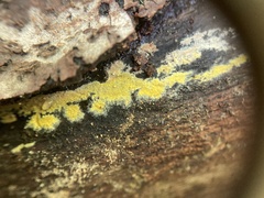 Phlebiodontia subochracea