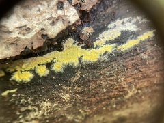 Phlebiodontia subochracea