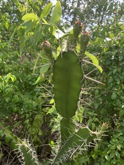 Acanthocereus tetragonus