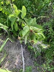 Acanthocereus tetragonus