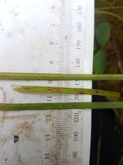 Carex wiegandii