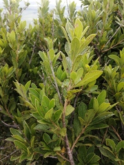 Diospyros lycioides