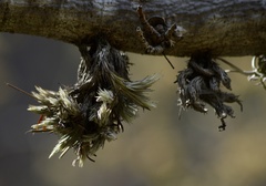 Tillandsia minutiflora