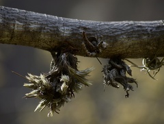 Tillandsia minutiflora