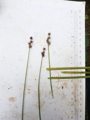 Carex wiegandii