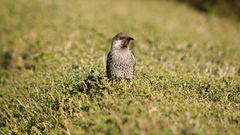 Anthochaera chrysoptera chrysoptera