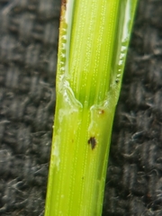 Carex wiegandii
