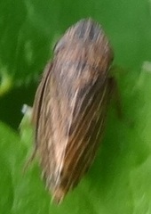 Aphrodini