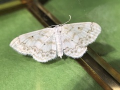 Idaea obfusaria