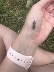 Acteniceromorphus volitans