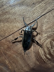 Lethocerus indicus