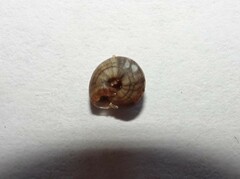 Microxeromagna lowei