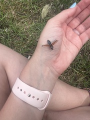 Acteniceromorphus volitans