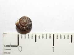 Microxeromagna lowei