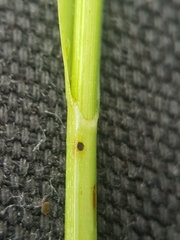 Carex wiegandii