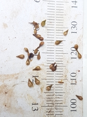 Carex wiegandii