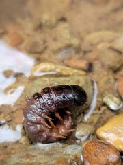 Dysmicohermes disjunctus