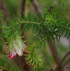 Darwinia oxylepis