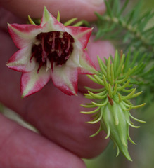 Darwinia oxylepis