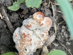 Abortiporus biennis