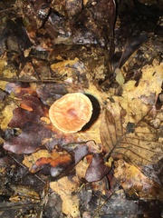Baeospora