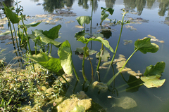 Echinodorus berteroi
