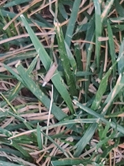 Agriphila straminella