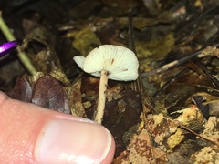 Baeospora