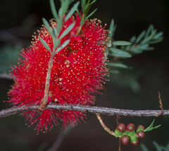 Melaleuca fulgens