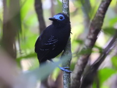 Gymnocichla nudiceps