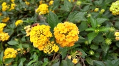 Lantana depressa