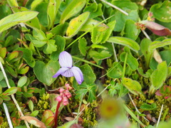 Viola langsdorffii