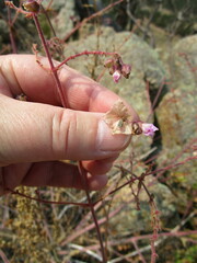 Mirabilis hirsuta